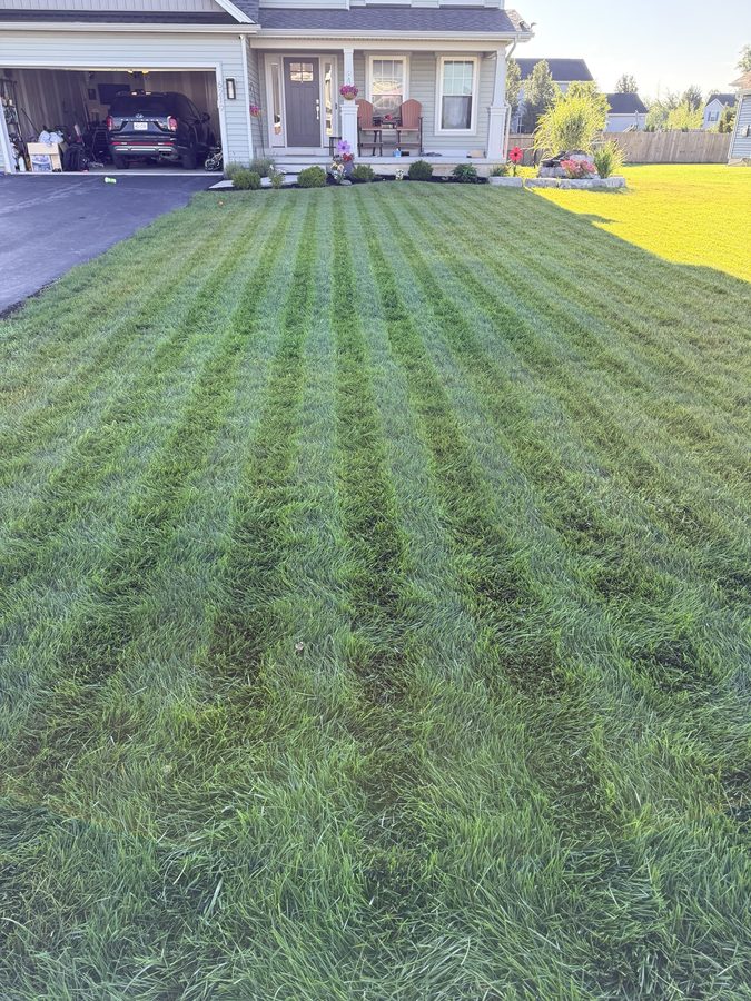 Finished lawn maintained with robotic mowing